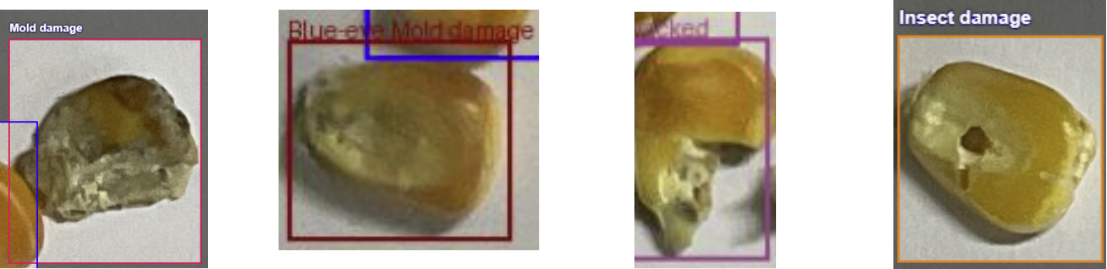 4 corn kernels with detection boxes